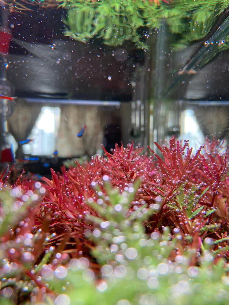 Rotala Hra