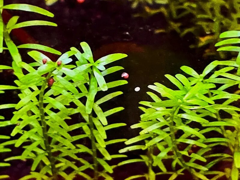 Rotala Indica