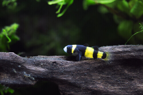 Bumblebee Goby