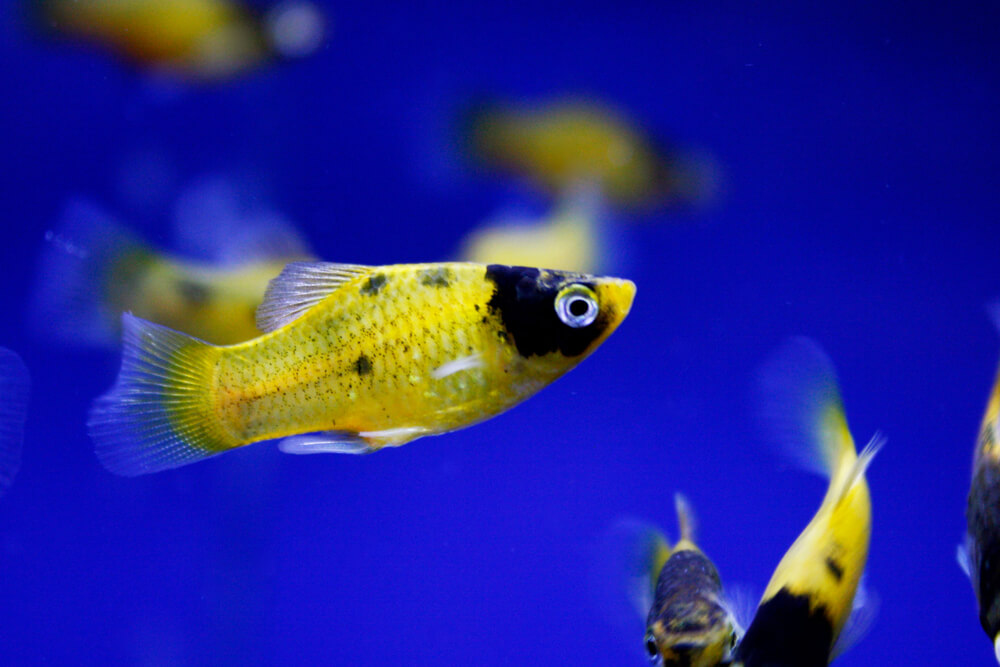 A Bumblebee Platy