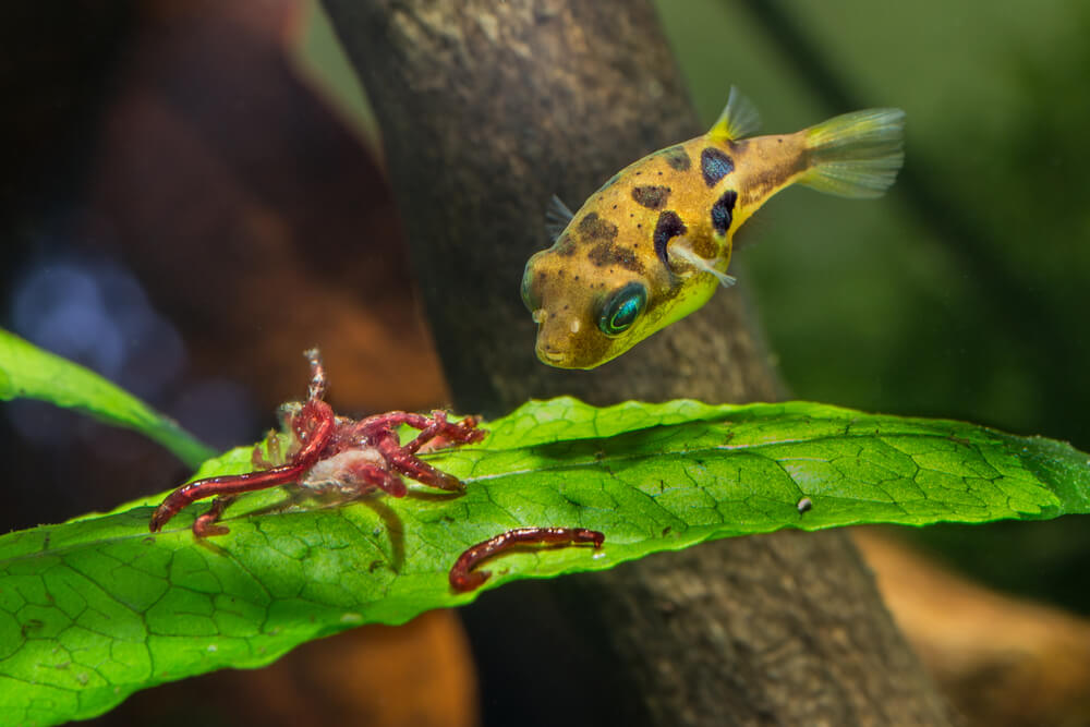 A Dwarf Pufferfish eating bloodworms