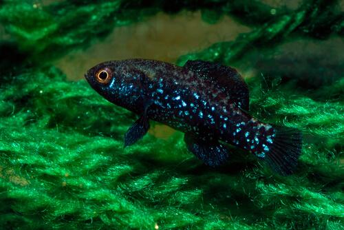An Everglades Pygmy Sunfish