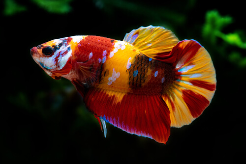 Galaxy Koi Betta