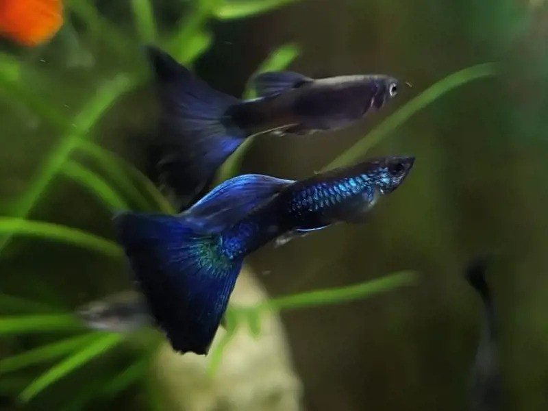 Peacock Moscow Guppies