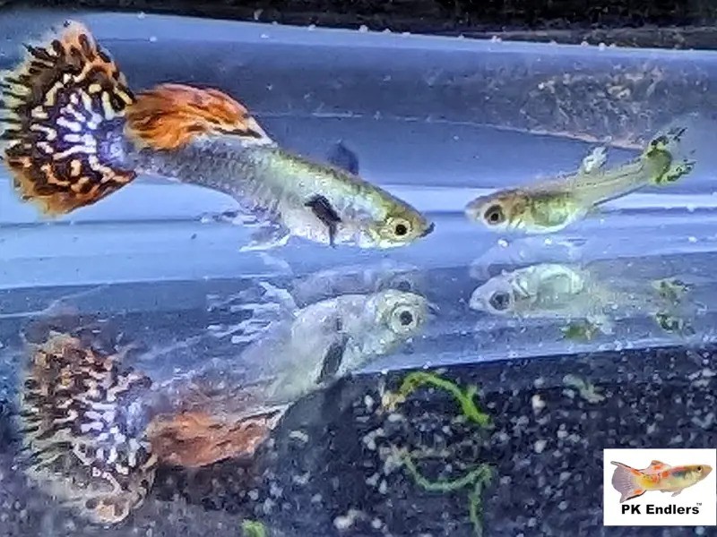 Image of Rainbow Mosaic Dumbo Guppy