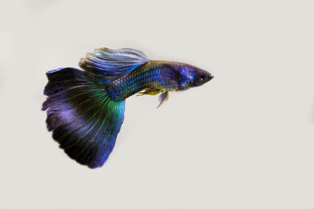 A Purple Moscow Guppy