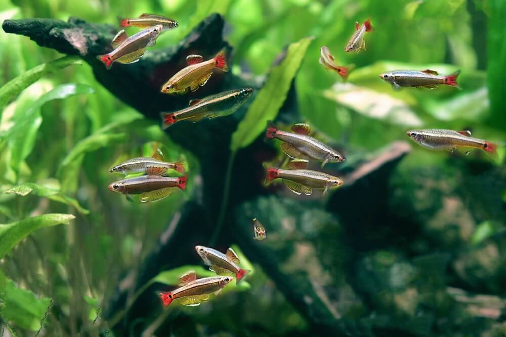 White Cloud Mountain Minnow
