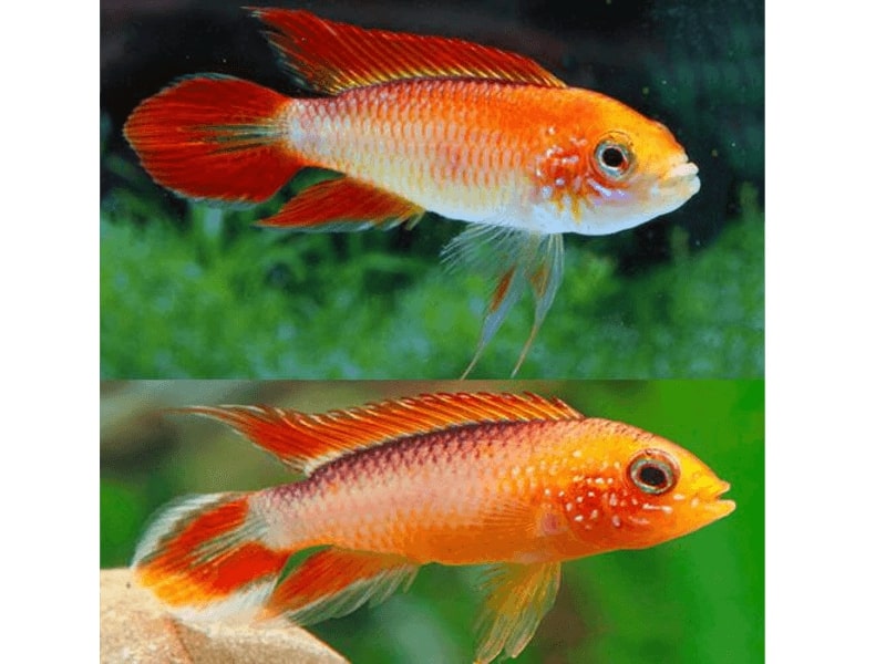 Apistogramma Agassizii Fire Red