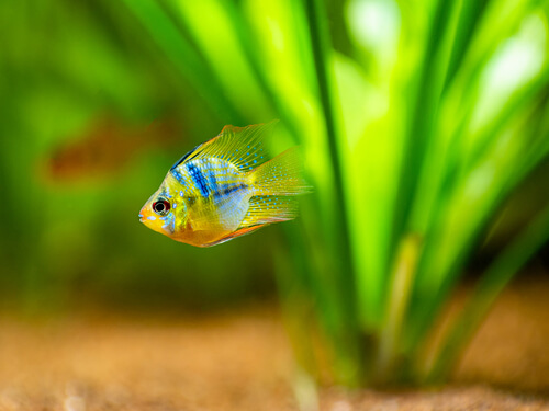 A Blue Balloon Ram