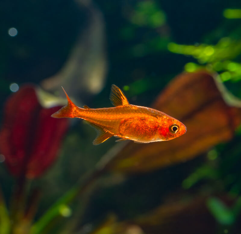 An Ember Tetra