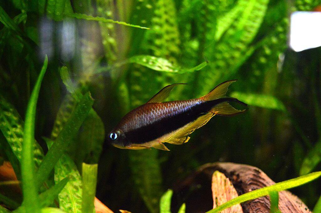 An Emperor Tetra