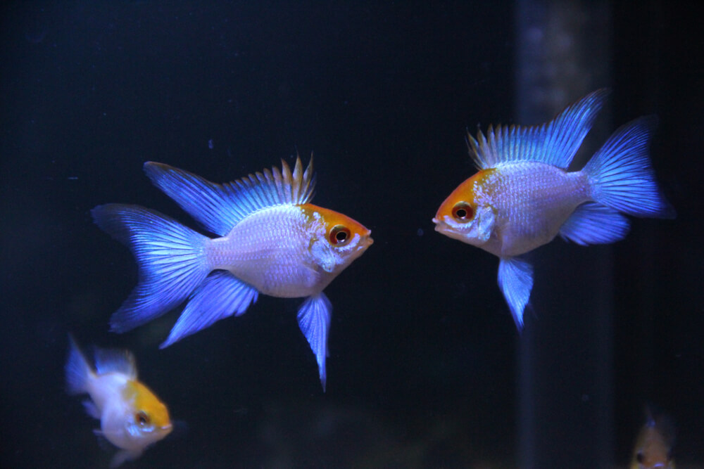 Image of a German Blue Ram