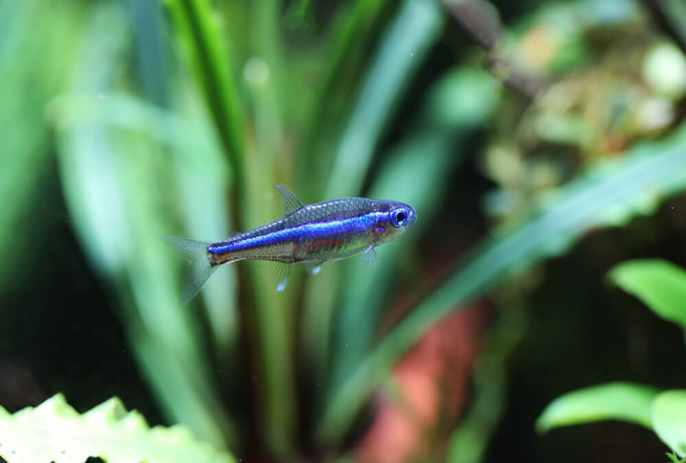 A Green Neon Tetra