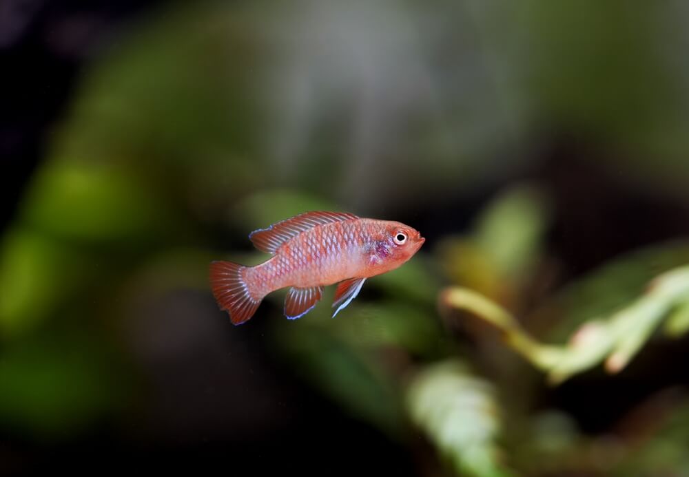 A Red Dario
