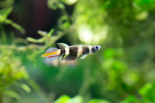 A Rocket Clown Killifish