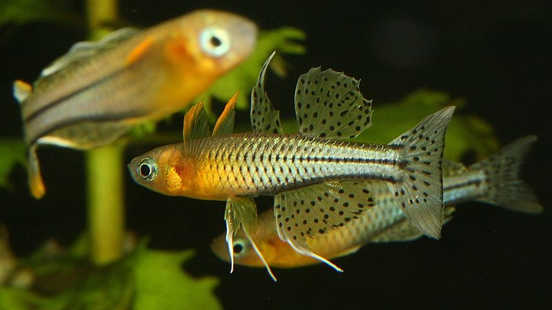A Spotted Blue Eye Rainbowfish