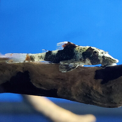Bumblebee Otocinclus