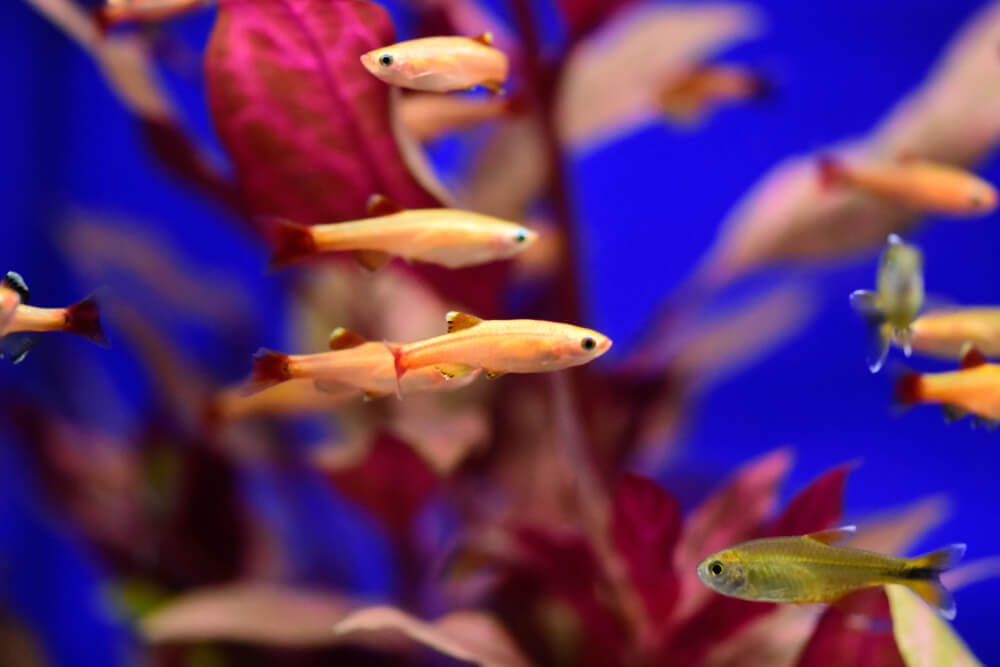 Gold White Cloud Minnow
