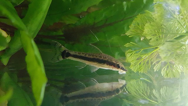 An Otocinclus vestitus fish