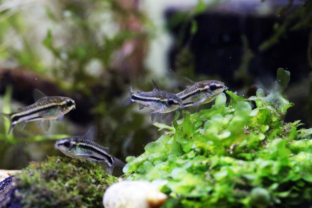 Group of Pygmy Corydora fish
