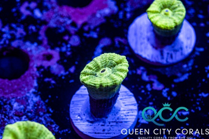 Image of a Neon Green Candy Cane Coral
