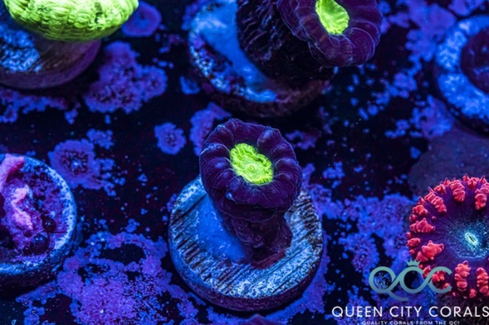 Image of a Purple Candy Cane Coral
