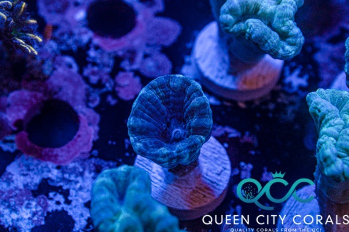 Image of a Turquoise Candy Cane Coral