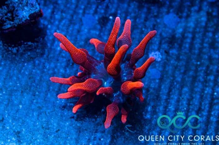 Image of a Black Widow Anemone