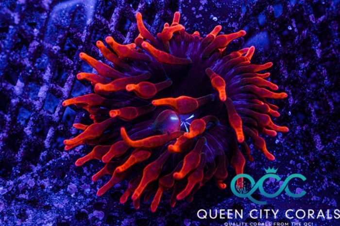 Image of a Black Widow Anemone
