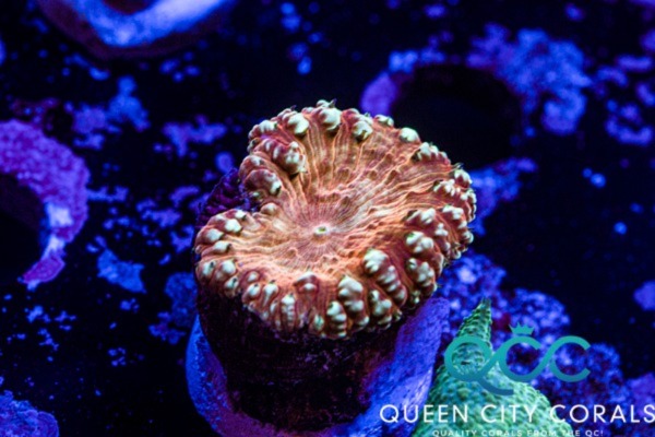 Image of a Golden Rain Blasto