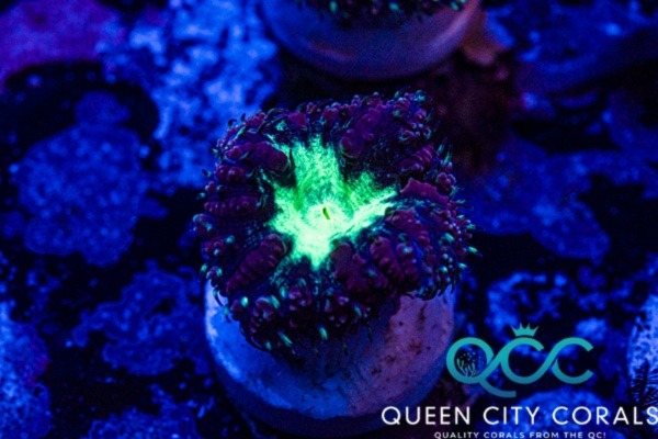 Image of a Purple Blasto