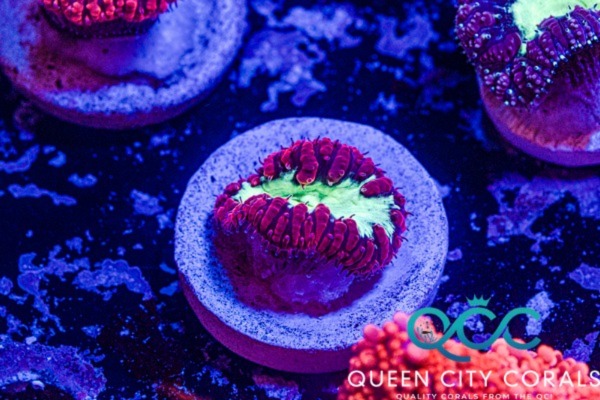 Image of a Red Blasto