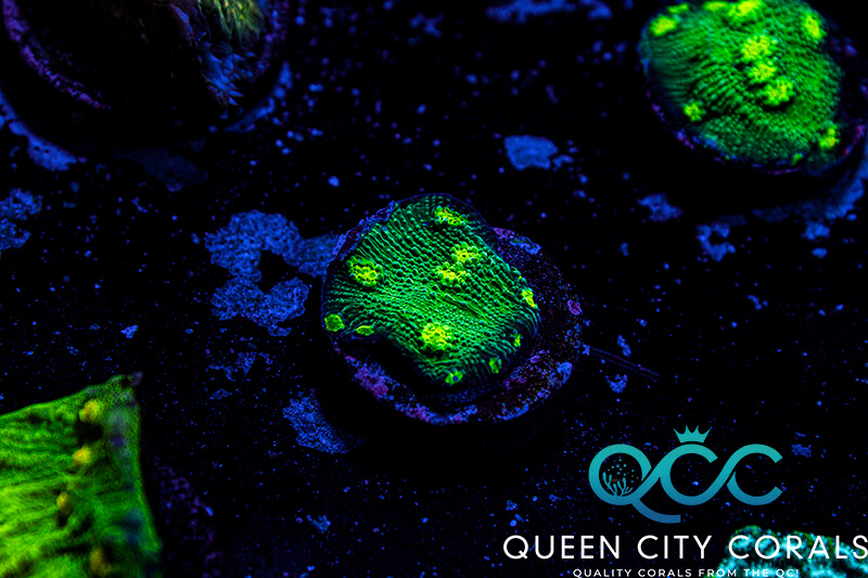 Image of a Hollywood Stunner Chalice Coral