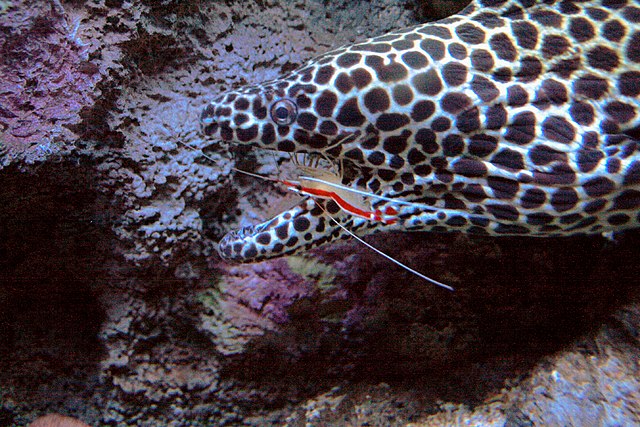 Image of a scarlet skunk cleaner shrimp