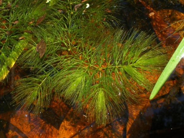 Image of Hornwort