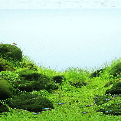 An aquarium with Dwarf Baby Tears