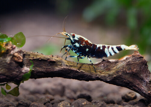 An Electric Blue Boa Shrimp