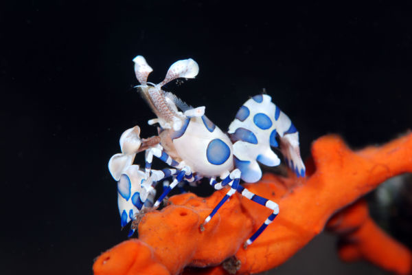 Image of a Harlequin shrimp