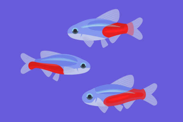 Cardinal tetras swimming in a fish tank