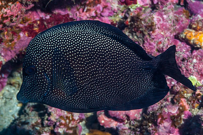 Image of a Gem Tang