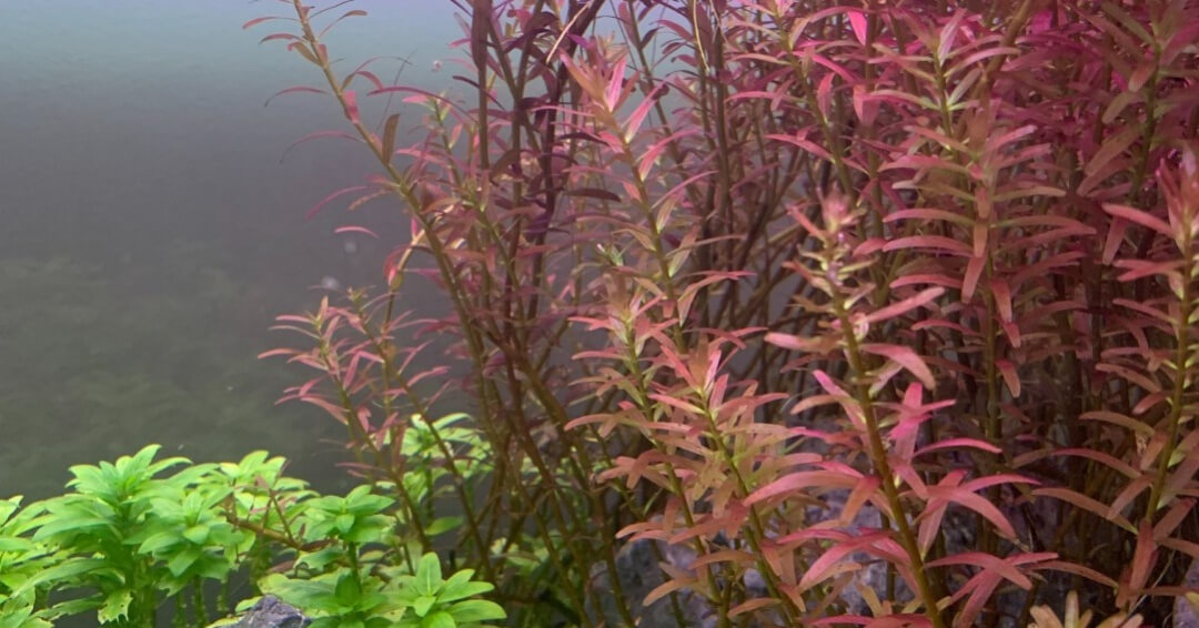Image of Rotala Hra