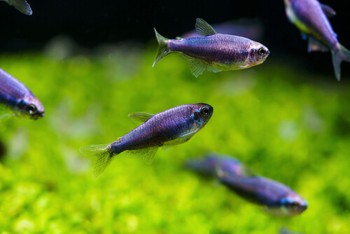 Image of a school of Blue Emperor Tetras