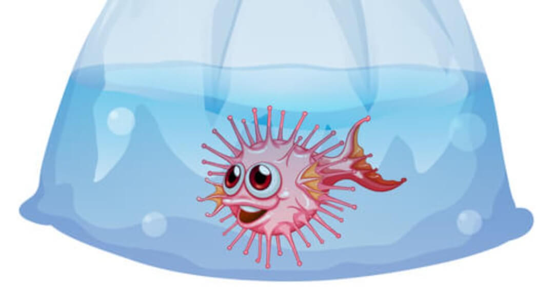 Pufferfish in a bag for shipment