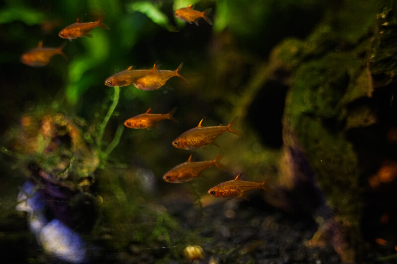 A Group of Ember Tetras