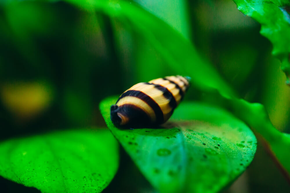 Assassin Snail