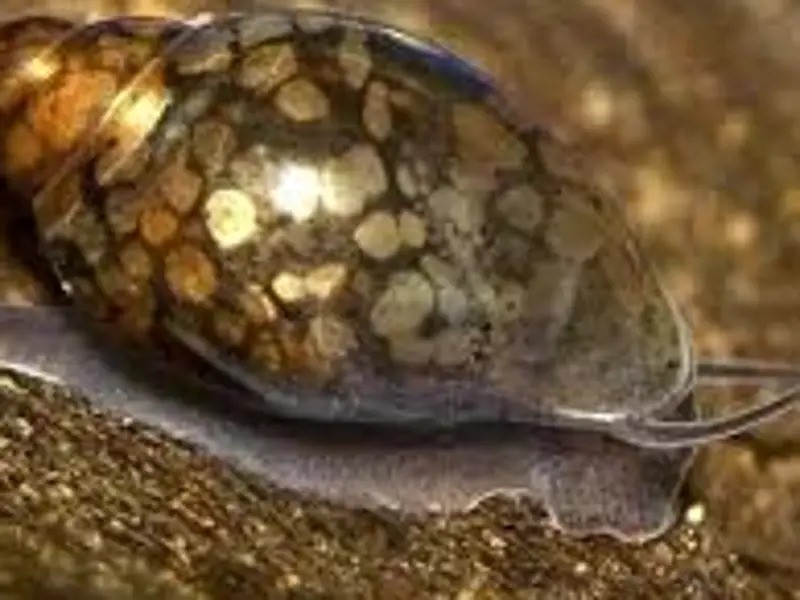 Bladder Snail