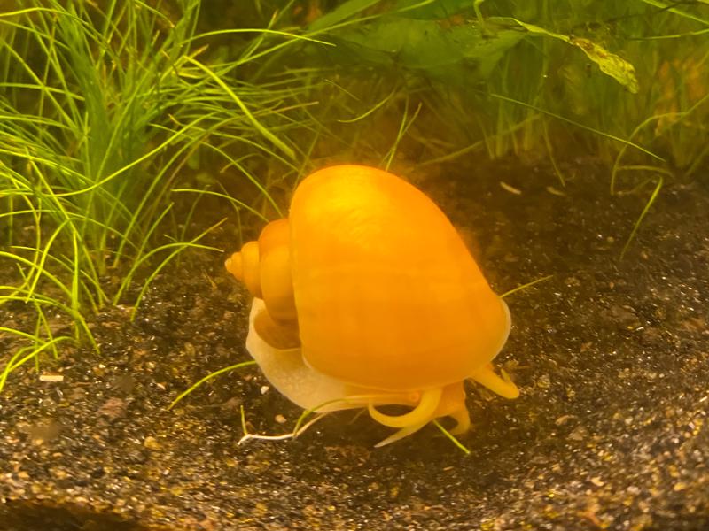 Mystery Snail
