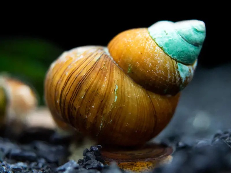 Japanese Trapdoor Snail