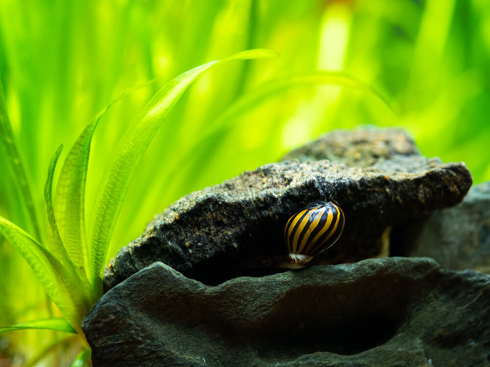 A Nerite Snail