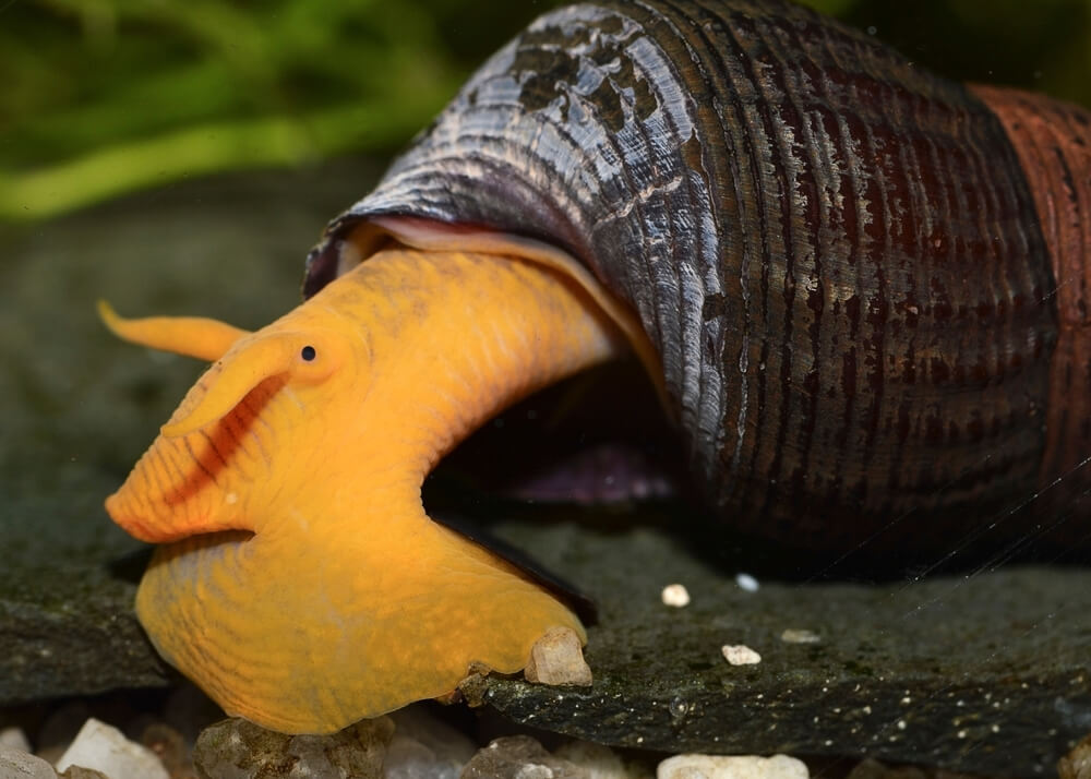 A Rabbit Snail